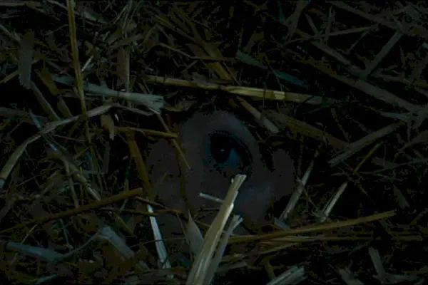 Imagem 12 do filme